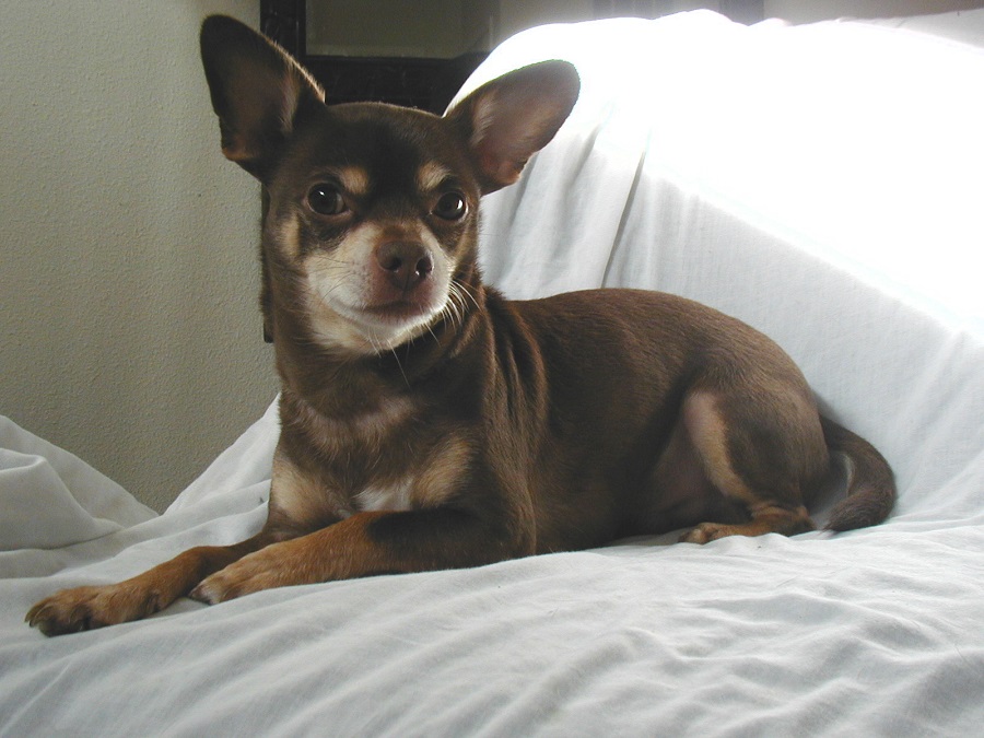 Chihuahua