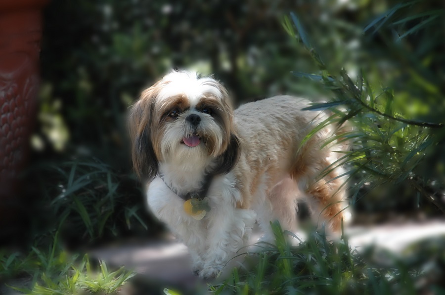 Shih Tzu