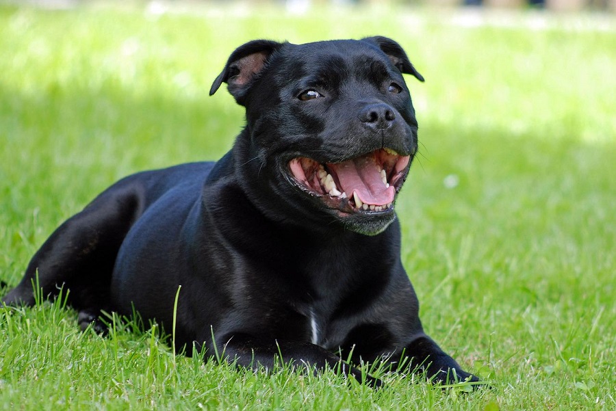 Staffordshire Bull Terrier