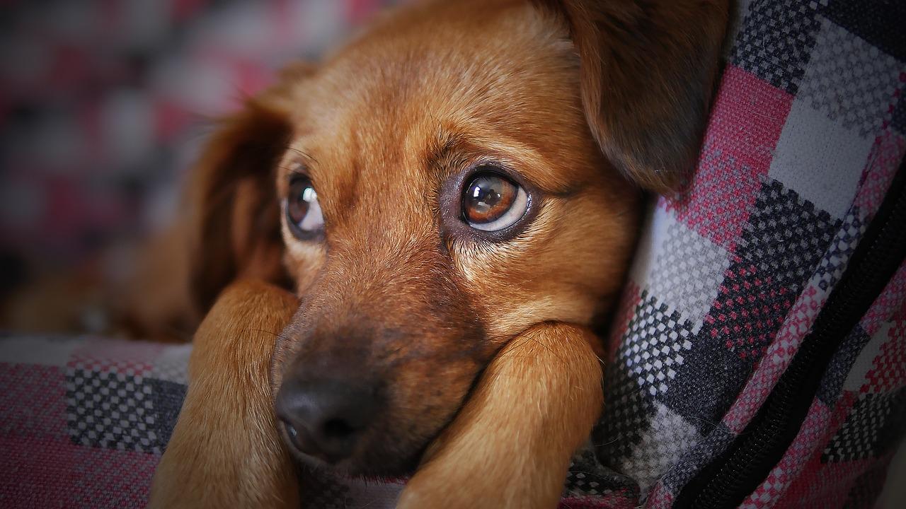 Regard de chien