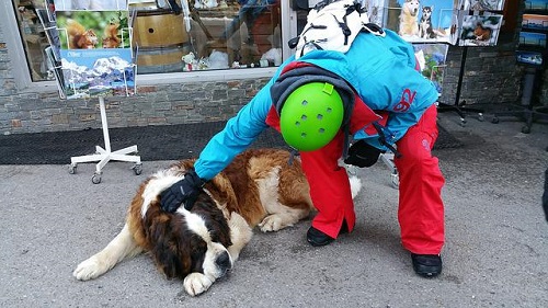 Saint Bernard sauveteur