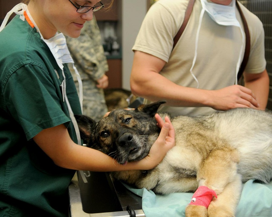 Opération d'un chien