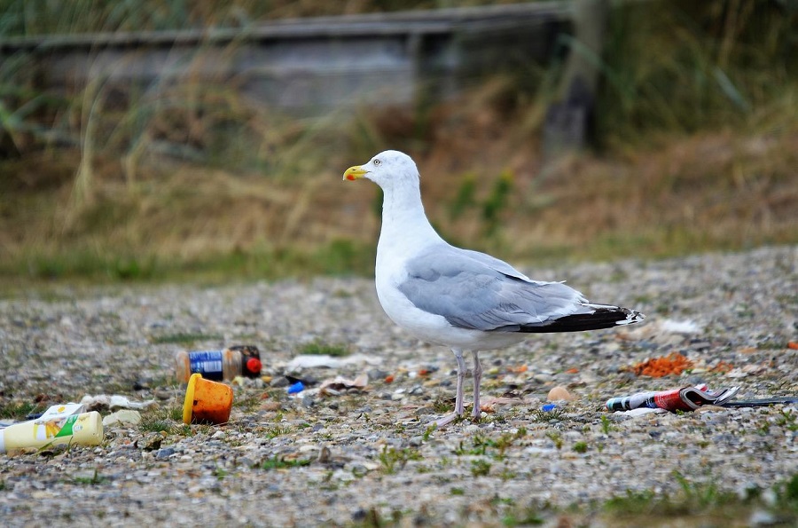 Déchets et oiseau