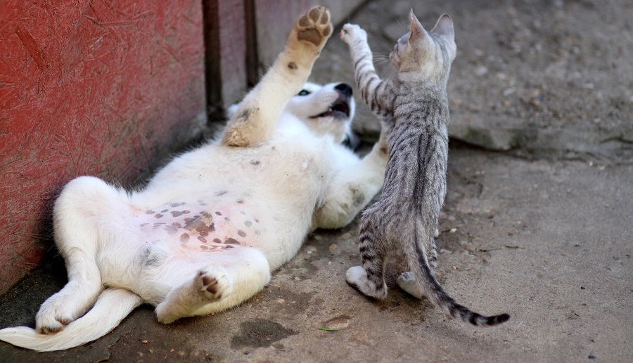 Chien et chat qui jouent