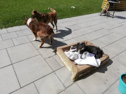 Celine M. - Petsitter