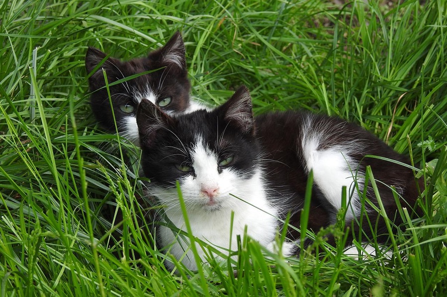 Chatons dans l'herbe