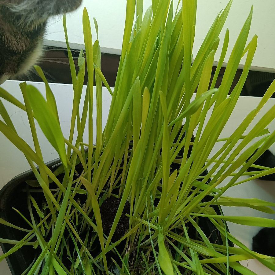 Herbe à chats