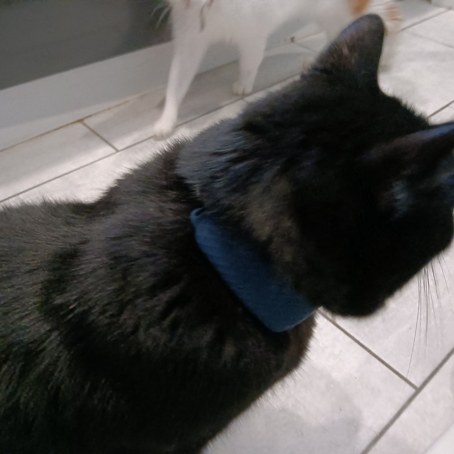 GPS Trakers pour chat de Tractive