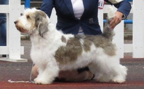 Petit Basset Griffon Vendéen Petit Basset Griffon Vendéen
