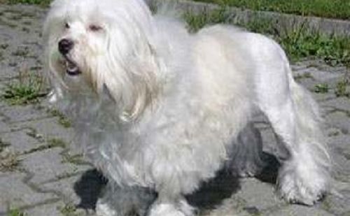 Petit Chien Lion Petit Chien Lion