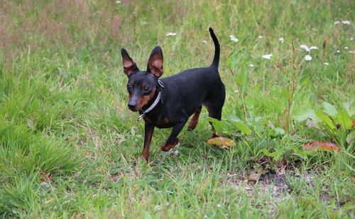 Pinscher Nain Pinscher Nain