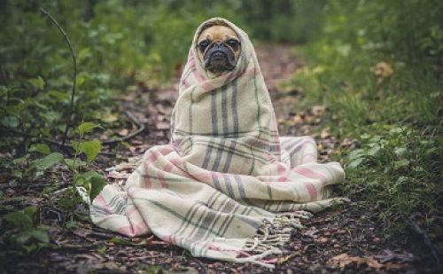 Chien trouvé Chien trouvé