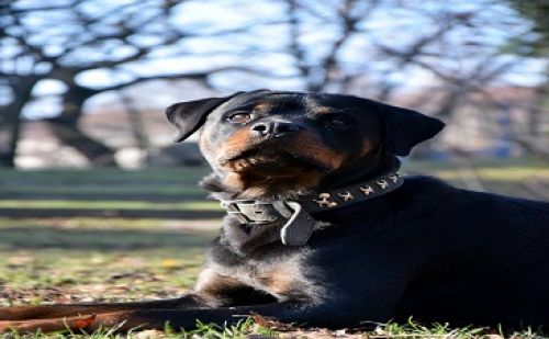 Rottweiler Rottweiler