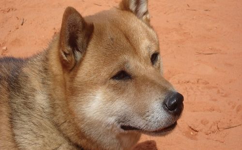 Shiba Inu Shiba Inu