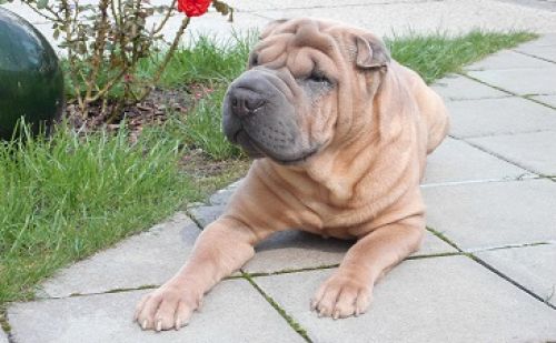 Shar-Peï Shar-Peï