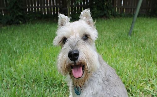 Schnauzer Schnauzer
