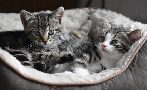 Chats A Adopter En Belgique Animalweb