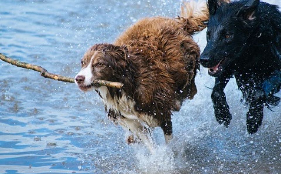 Chiens à adopter en Belgique  AnimalWeb