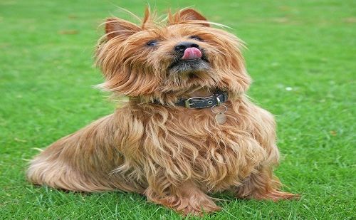 Terrier Australien Terrier Australien
