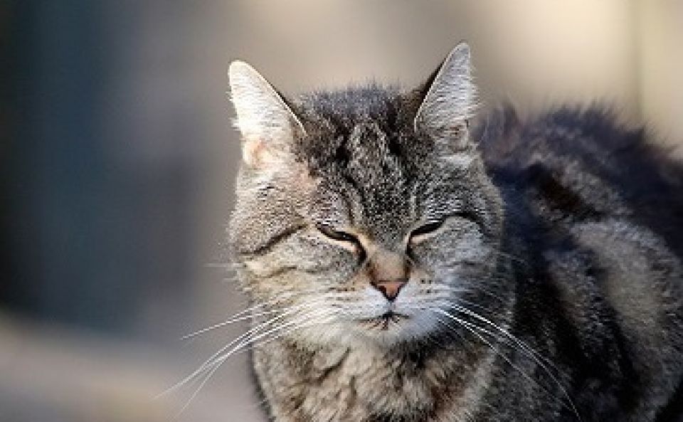 Le Chat De Gouttiere Un Chat Aux Multiples Facettes Animalweb Le Chat De Gouttiere Un Chat Aux Multiples Facettes Animalweb