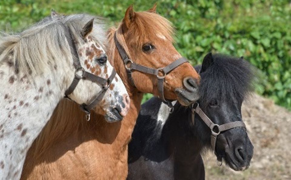 Animaux de la ferme à adopter