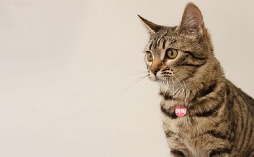 Bengal Bengal