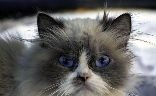 Ragdoll Ragdoll
