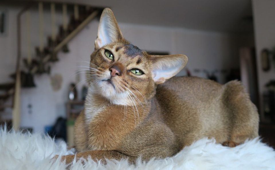Abyssin Decouvrez Les Caracteristiques Du Chat Soleil Animalweb