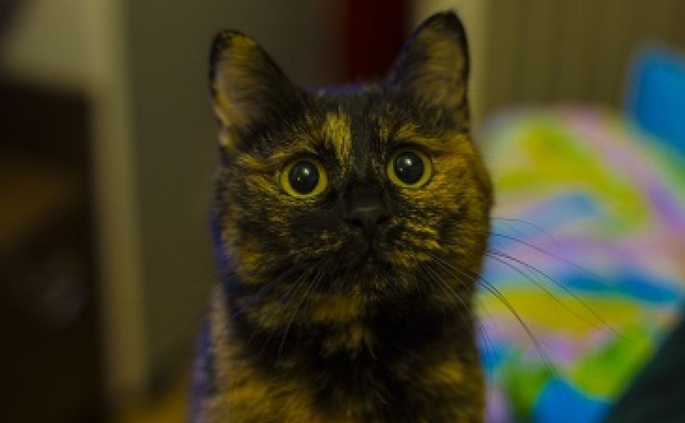 American Bobtail Tout Savoir Sur Cet Etonnant Felin Animalweb