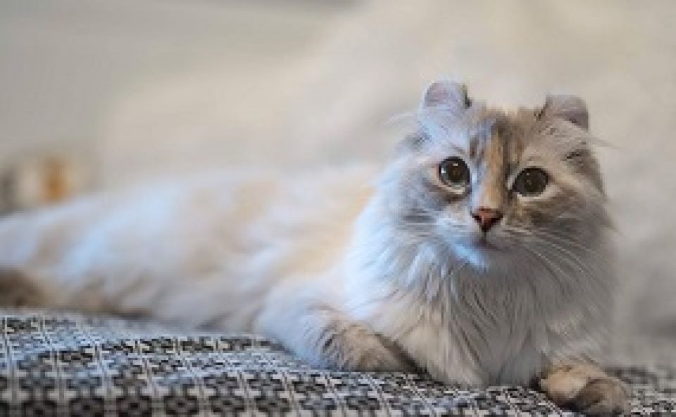 L American Curl Une Des Plus Belles Races De Chat Issues De La Nature Animalweb