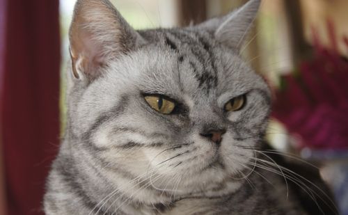 American Shorthair American Shorthair