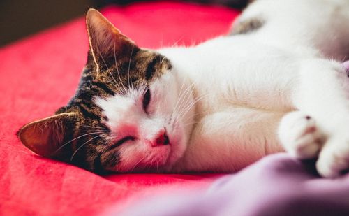 American Wirehair American Wirehair