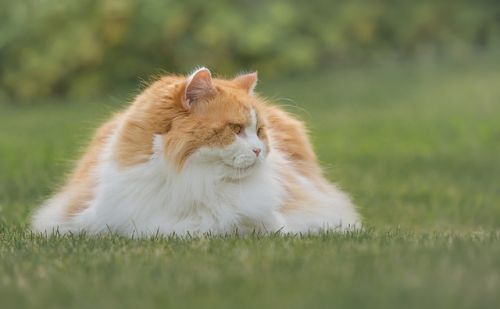 British Longhair British Longhair