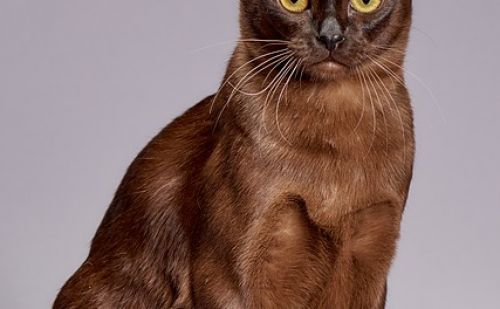 Burmese Burmese