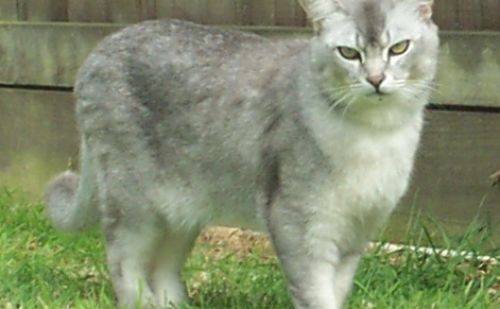 Burmilla Burmilla