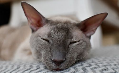 Cornish Rex Cornish Rex
