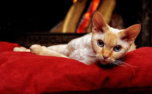 Devon Rex Devon Rex