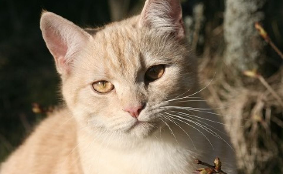 L European Shorthair N Est Pas Un Chat De Gouttiere Animalweb