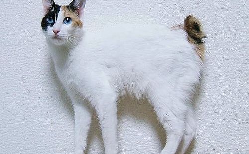 Japanese Bobtail Japanese Bobtail