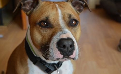 American Staffordshire Terrier American Staffordshire Terrier