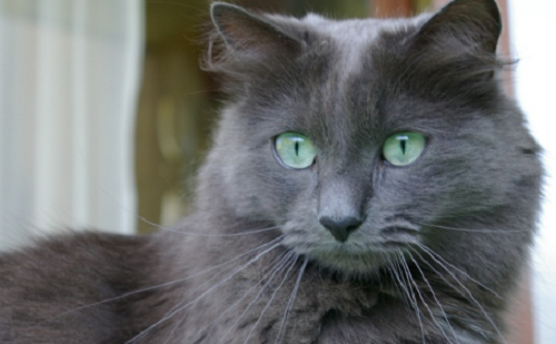 Nebelung Nebelung