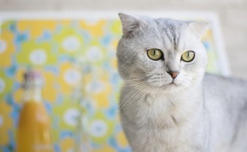 Scottish Fold Scottish Fold
