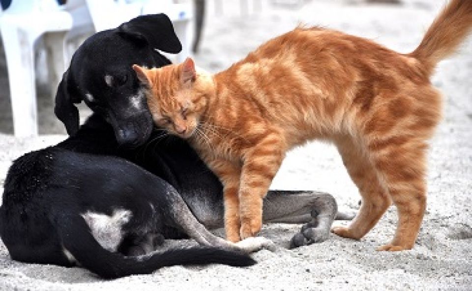 Animaux trouvés Animaux trouvés
