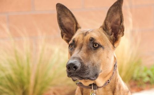 Berger Malinois Berger Malinois