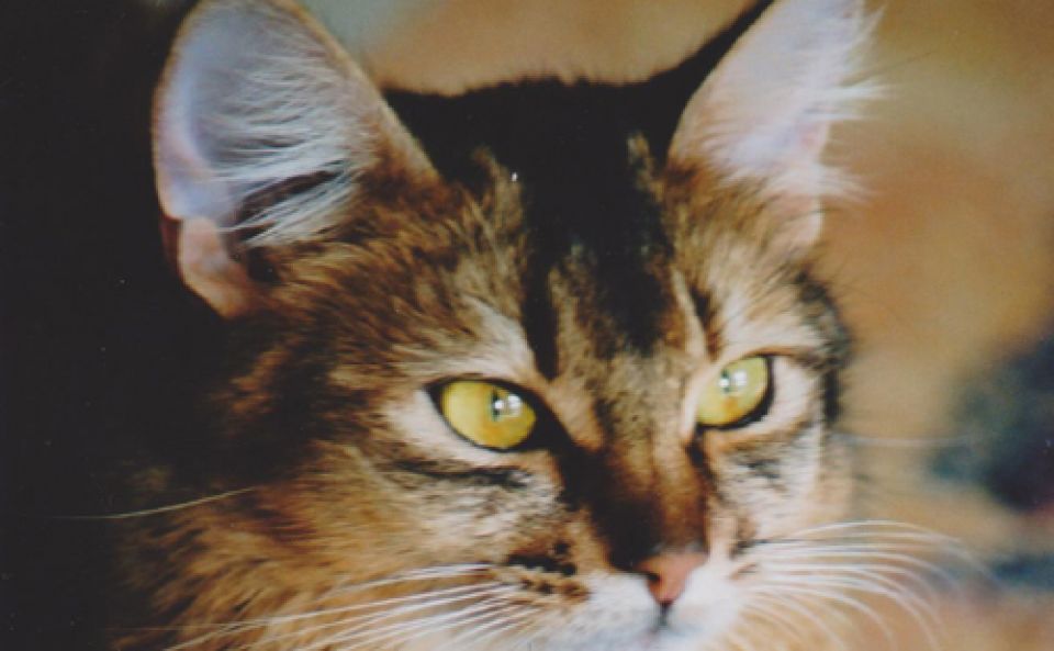 Le Chat Somali Le Vilain Petit Canard Devenu Un Majestueux Cygne Animalweb Le Chat Somali Le Vilain Petit Canard Devenu Un Majestueux Cygne Animalweb