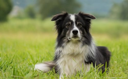 Border Collie Border Collie