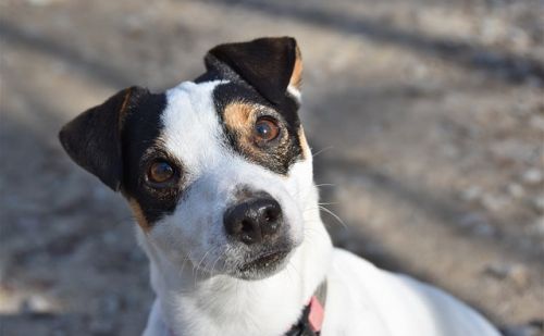 Jack Russell Terrier Jack Russell Terrier