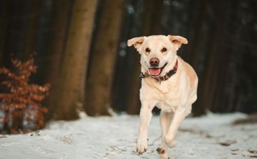 Labrador Labrador