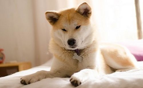 Akita Akita