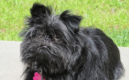 Affenpinscher Affenpinscher
